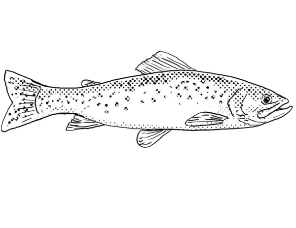 Cartoon Style Line Drawing Westslope Cutthroat Trout Oncorhynchus Clarkii Lewisi — Stock Photo, Image