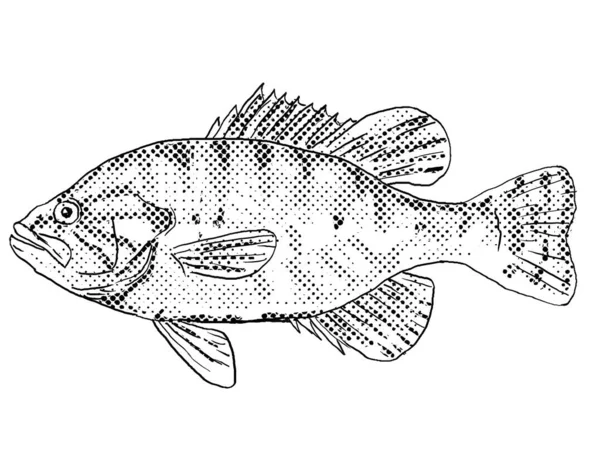 Рисунок Карикатурном Стиле Бородай Моллюск Редейка Lepomis Gulosus Пресноводная Рыба — стоковое фото