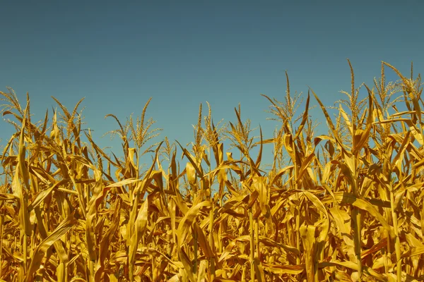 Campos de milho — Fotografia de Stock