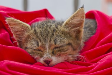 Uyuyan kedi