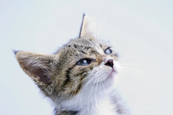 Un gato mirando hacia arriba — Foto de Stock