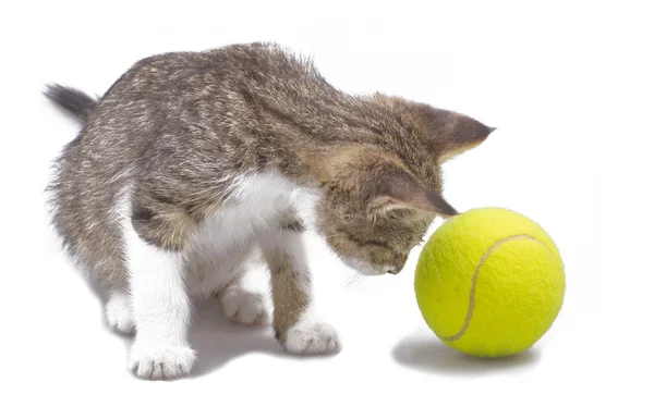 Gato e bola — Fotografia de Stock