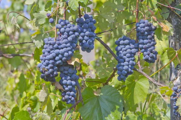 Trauben — Stockfoto