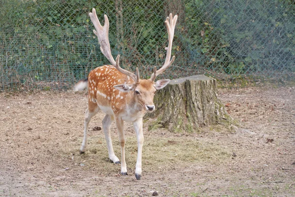 Herten — Stockfoto