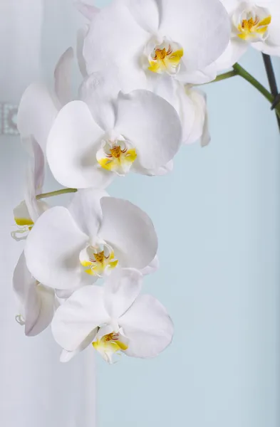 Orchidée — Photo