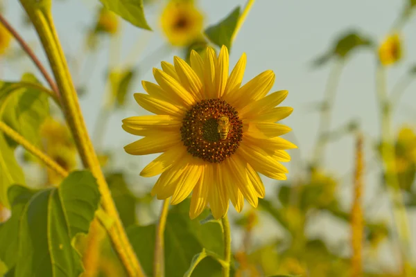 Solros — Stockfoto