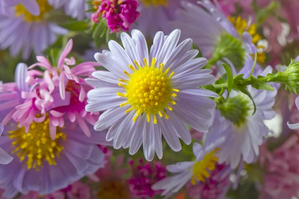 Gänseblümchen — Stockfoto