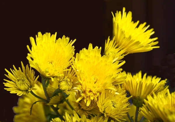 Chrysanthemums — Stock Photo, Image