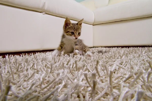 Pequeño gato — Foto de Stock