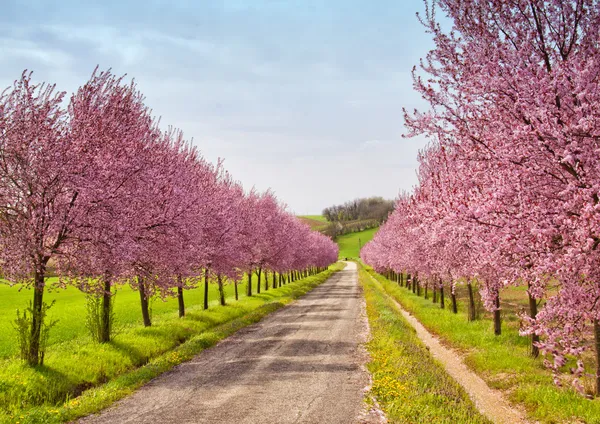 Peach flowers — Stock Photo, Image