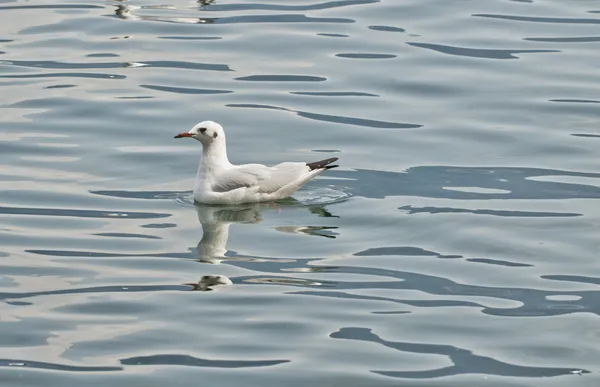 Eenden — Stockfoto