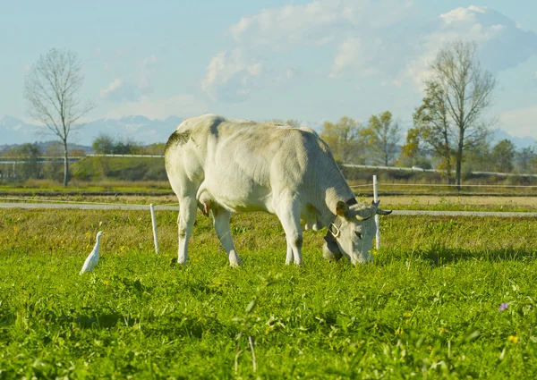 Vaca soltera — Foto de Stock