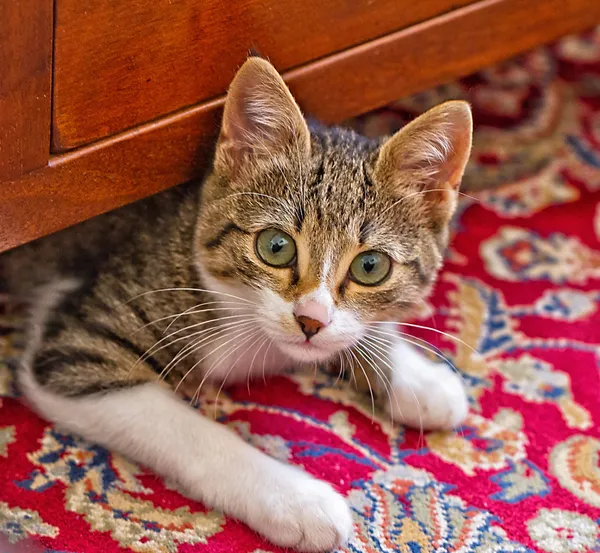 Gato sorpresa — Foto de Stock