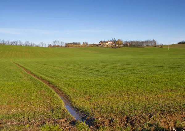 Field — Stock Photo, Image