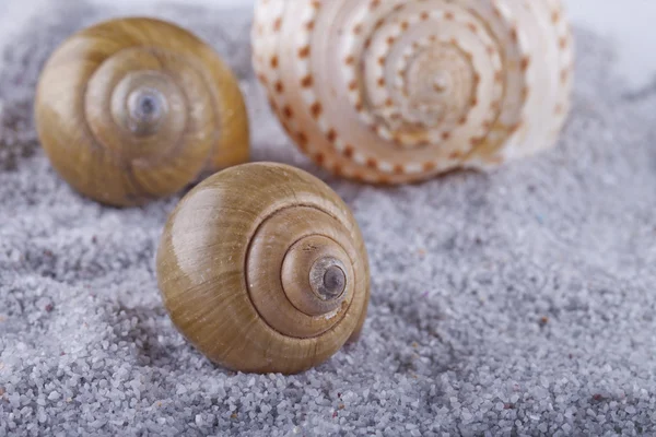 Muscheln — Stockfoto