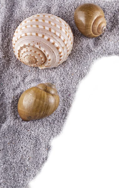 Muscheln — Stockfoto