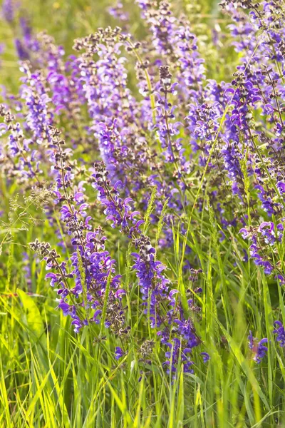 Lavendel — Stockfoto