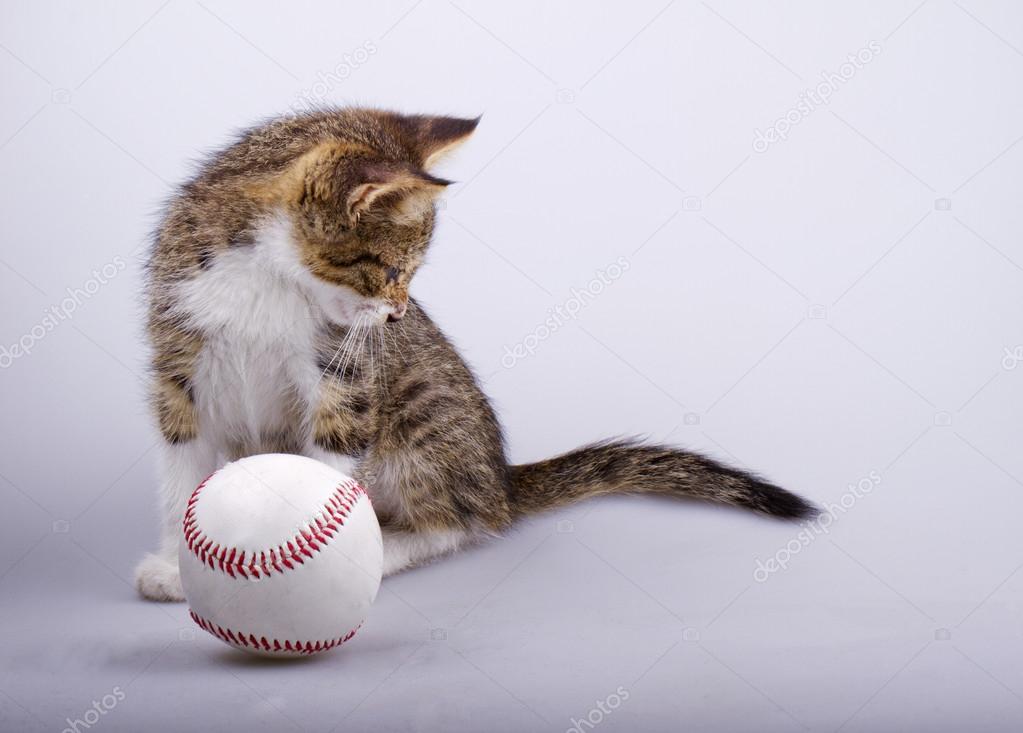 Cat and baseball