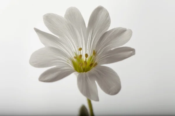 Lily — Stock Photo, Image