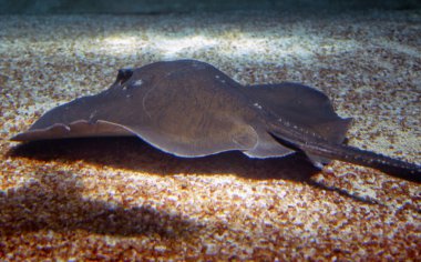 Manta
