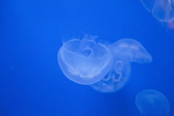 Медуз — стокове фото