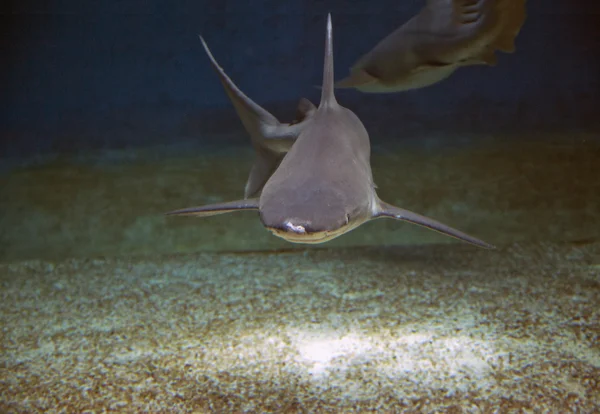 상어 — 스톡 사진
