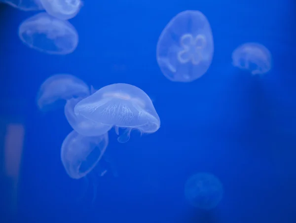 Medusas — Foto de Stock