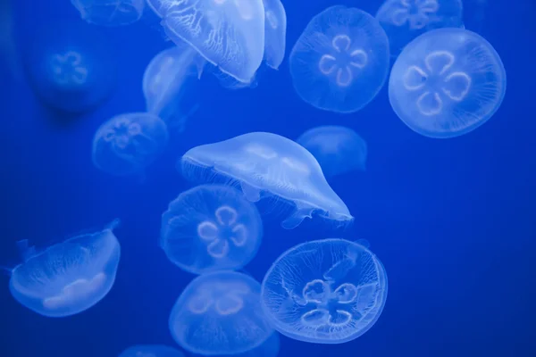 Medusas — Stock Photo, Image