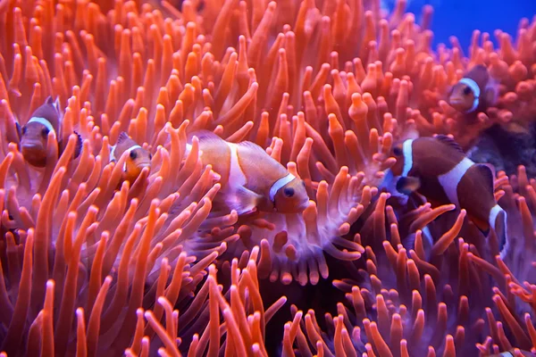 Clown Fish — Stock Photo, Image