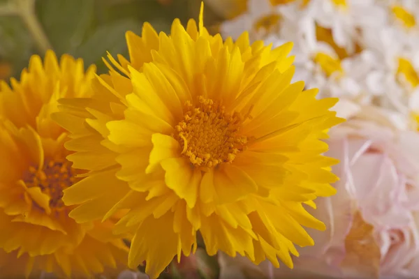 Amarelo Dália — Fotografia de Stock