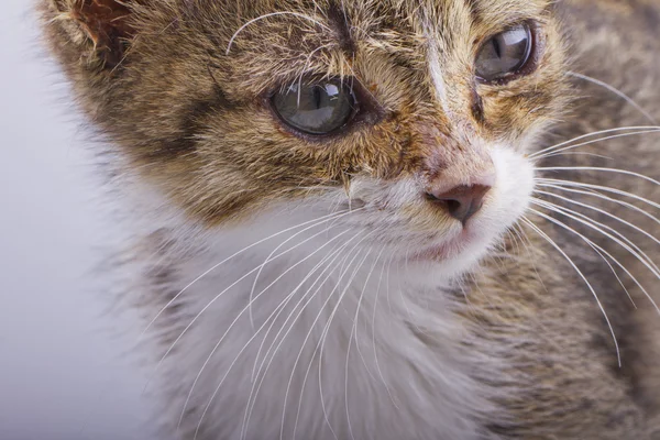 Gato joven — Foto de Stock