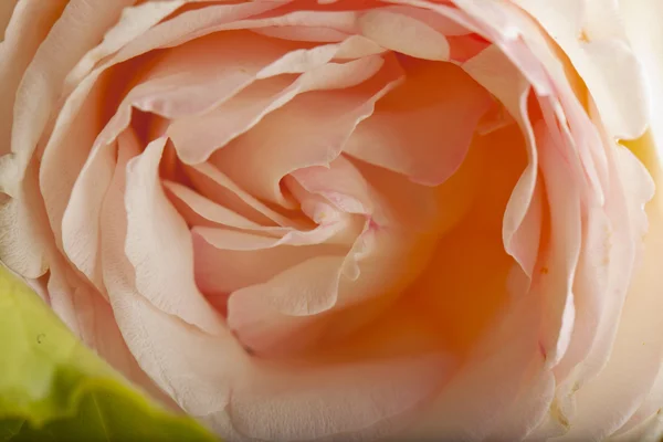 Rose — Stock Photo, Image