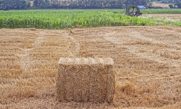 Campo — Foto de Stock