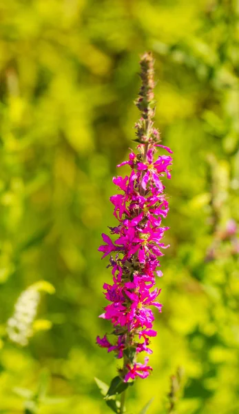 Corydalis Cava —  Fotos de Stock