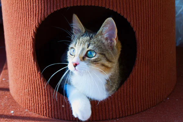Bir deliğin içinde kedi — Stok fotoğraf
