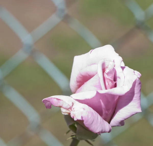 Rose — Stock Photo, Image