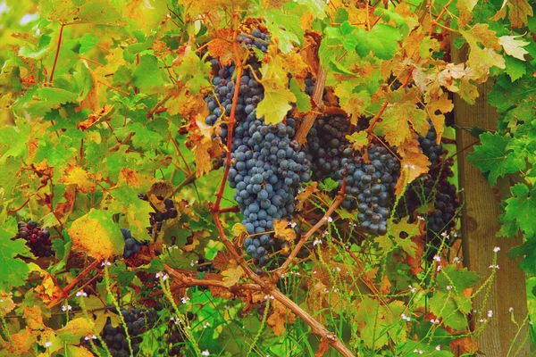 Winogrono — Zdjęcie stockowe