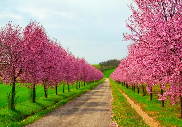 Alberi di pesca — Foto Stock