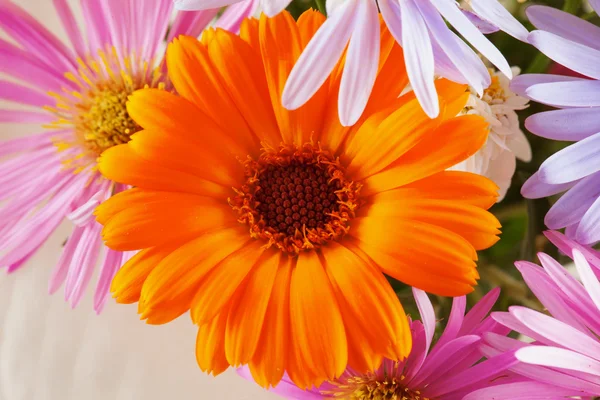 Gerbera — Stockfoto