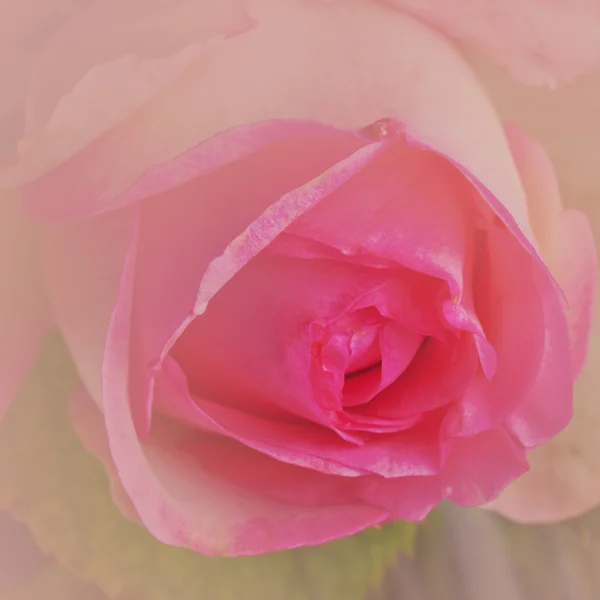 Rosa. — Foto Stock