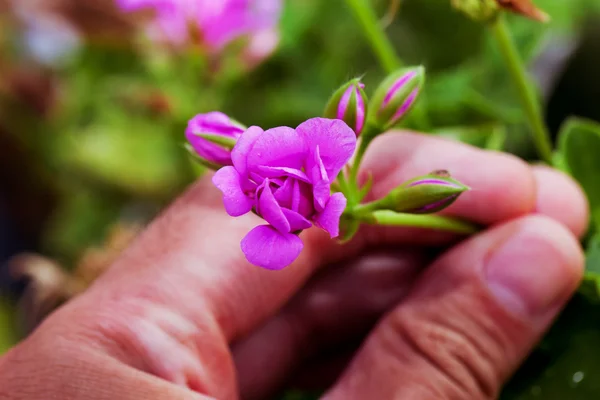 Male hand taking a flower — Stock Photo, Image