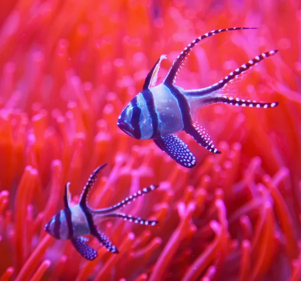 Schlafender Clownfisch — Stockfoto