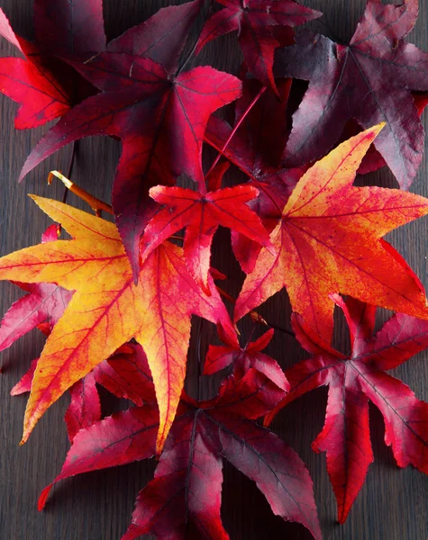 Autumn leaves — Stock Photo, Image