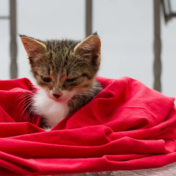 Pequeño gato — Foto de Stock