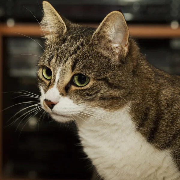 Cara de gato — Fotografia de Stock