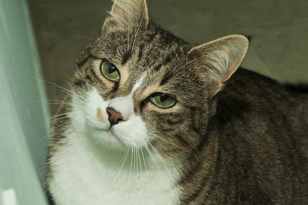 Cara de gato — Fotografia de Stock