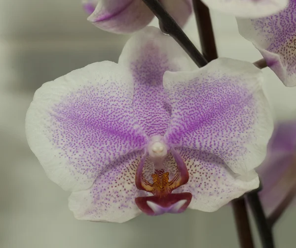 Orchidee — Stockfoto