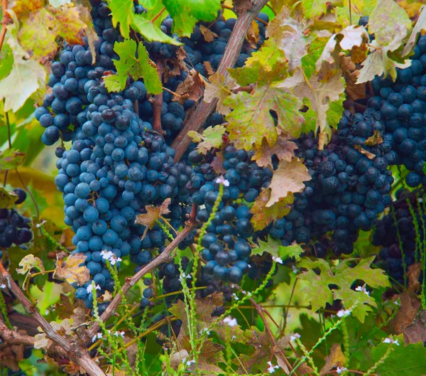 Grape — Stock Photo, Image