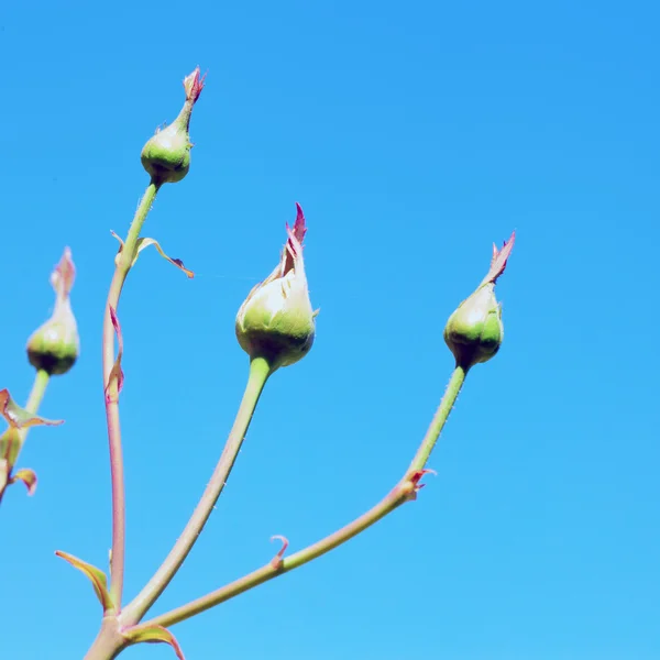 Botões de rosas — Fotografia de Stock