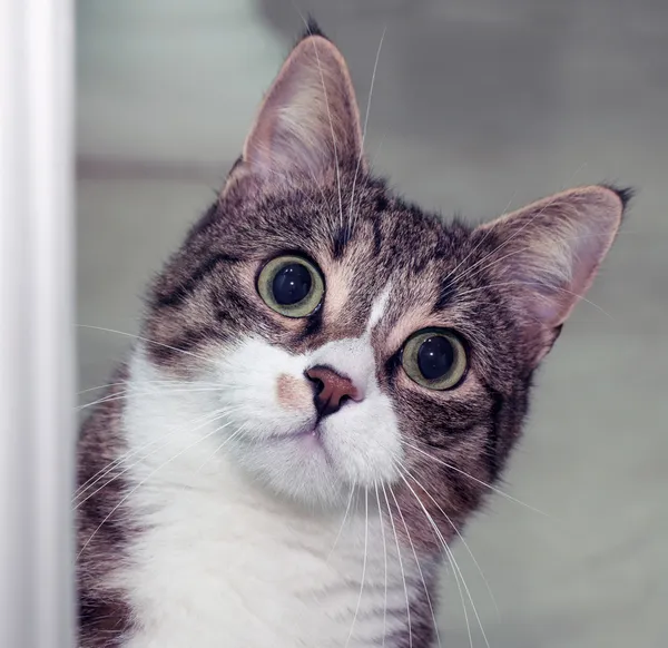 Gato sorprendido — Foto de Stock